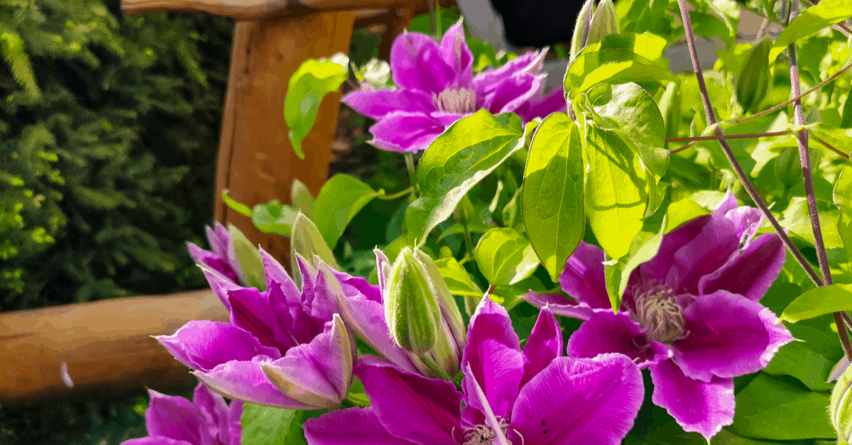 spring_blooming_flowers_06 clematis