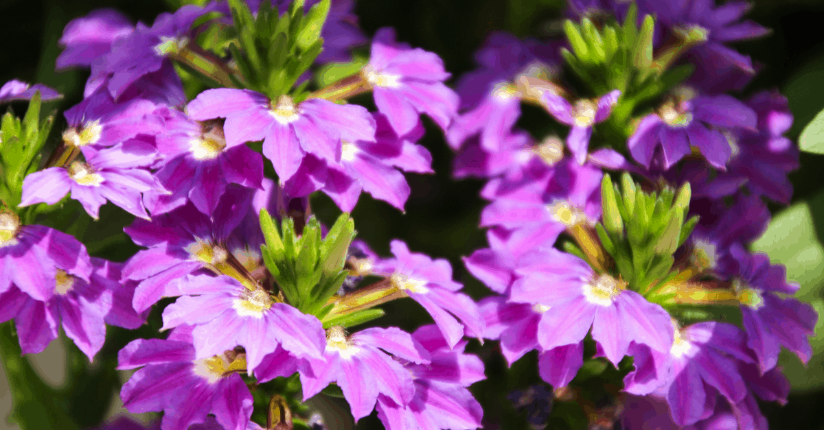 spring_blooming_flowers_08 fan flower