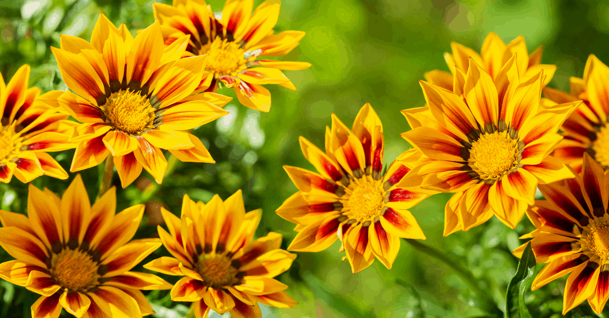 spring_blooming_flowers_09 african daisy