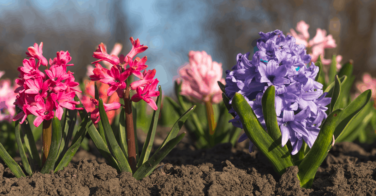spring_blooming_flowers_10 hyacinths