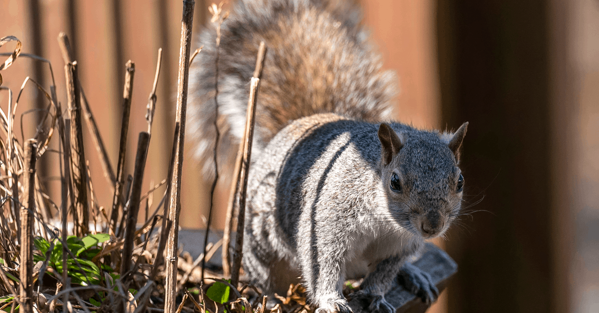 squirrel_flower_pot_01 squirrel in flower pot