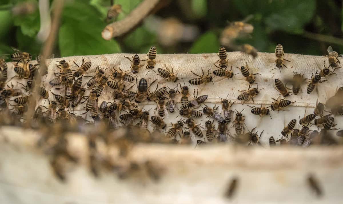 How To Keep Bees Away From Hummingbird Feeder