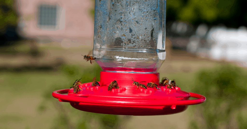 How To Keep Bees Away From Hummingbird Feeder