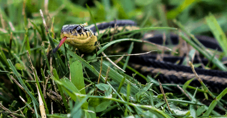 What Do Garden Snakes Eat