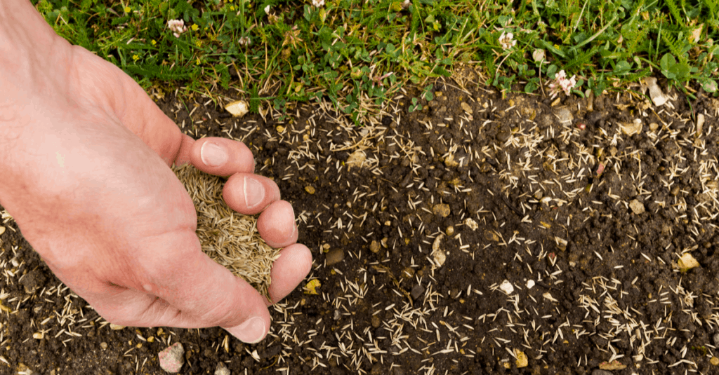 How To Plant Grass Seed On Hard Dirt