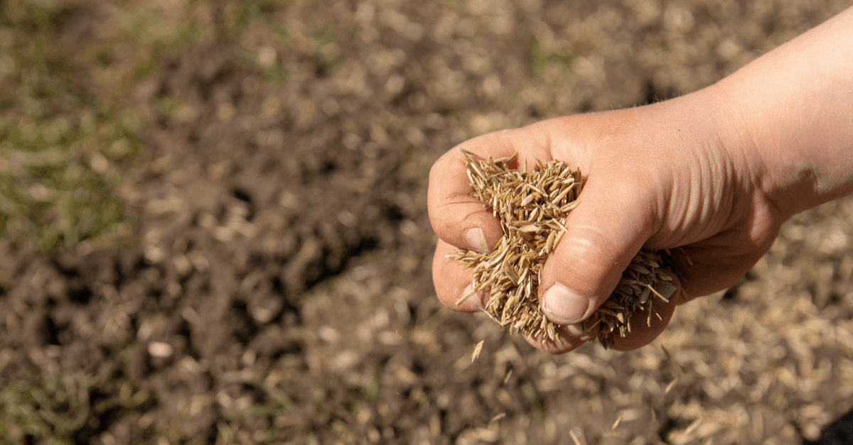 ground_wet_for_overseed ground wet for overseeding