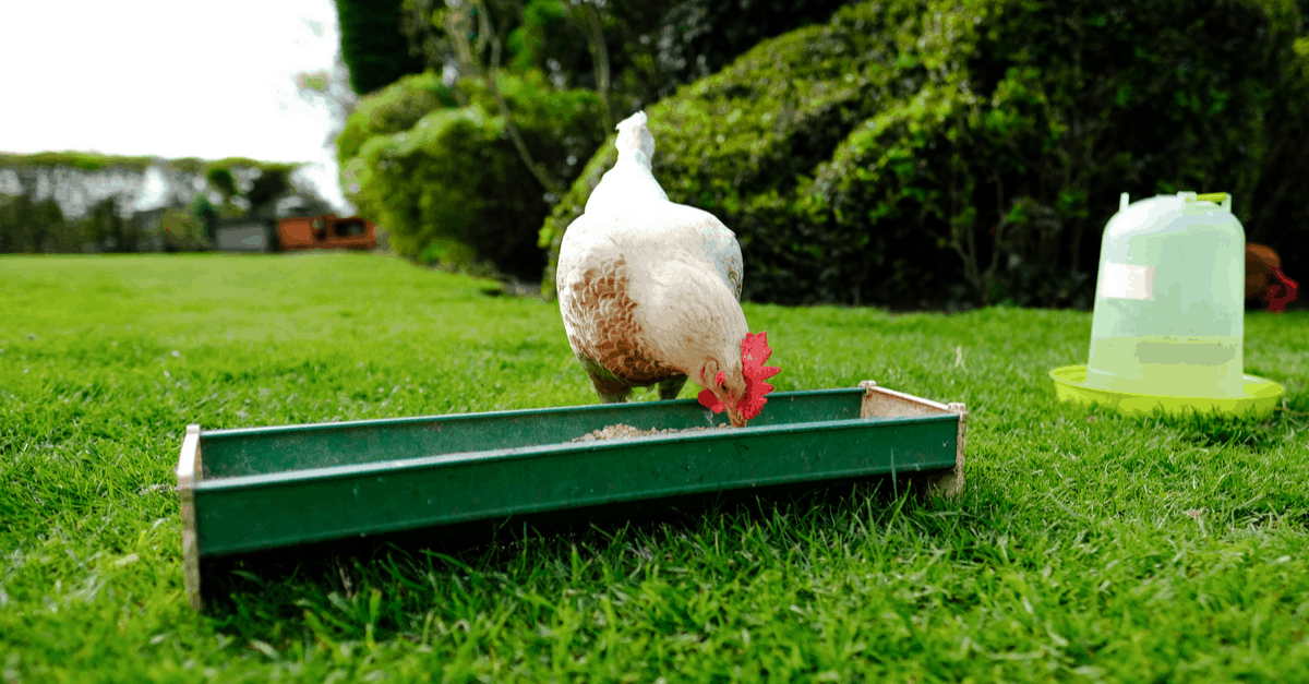 homemade_chicken_feeder homemade chicken feeder