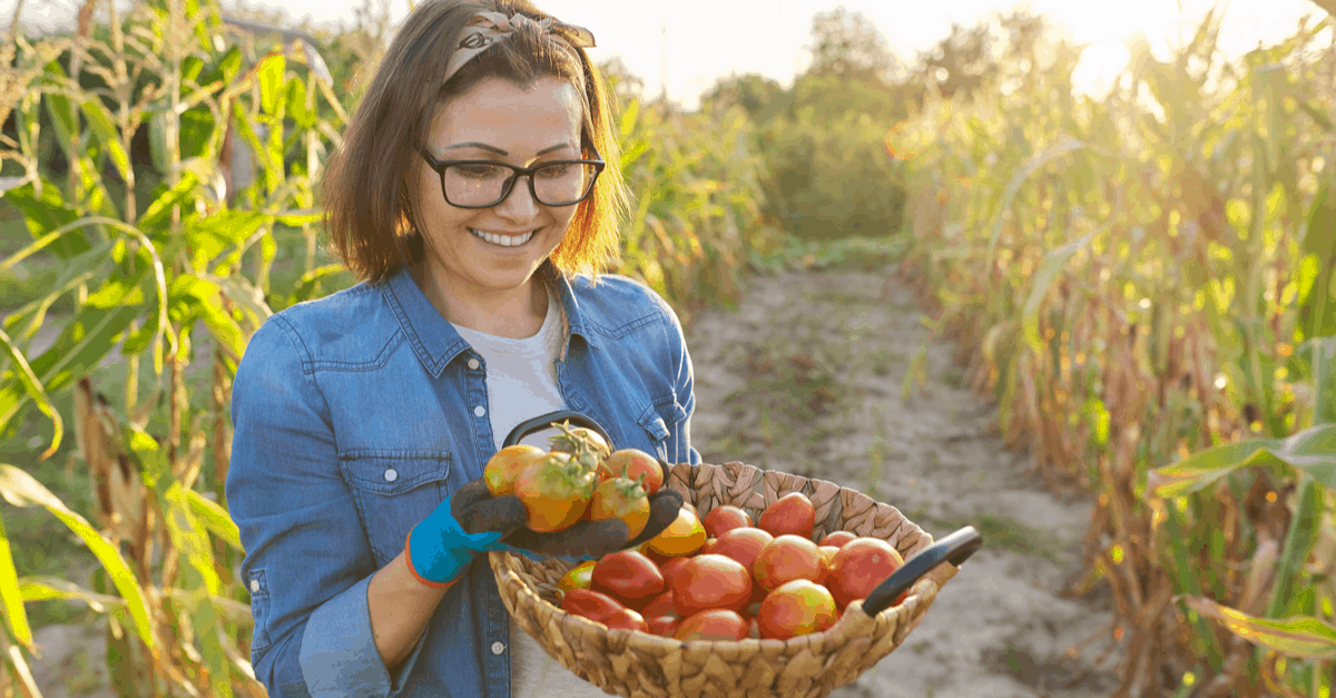 how_to_grow_tomatoes_02 lady picking young tomatoes