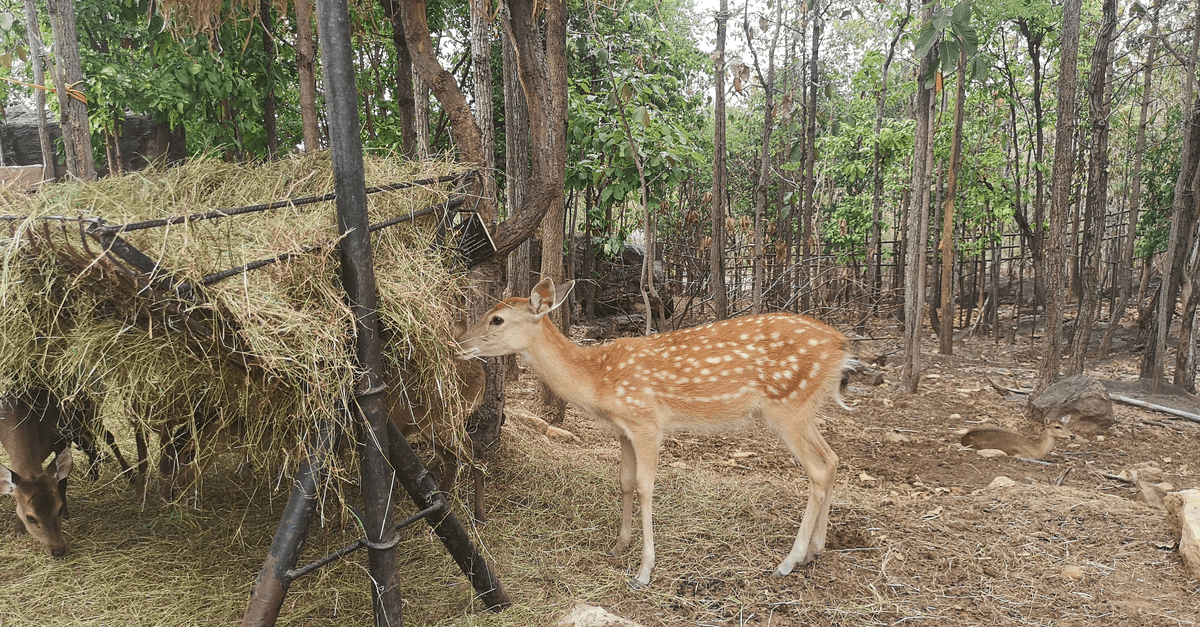 how_to_make_deer_feeder_01 deer feeder