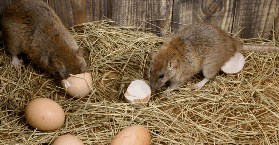 How To Keep Rats Out Of Chicken Coop