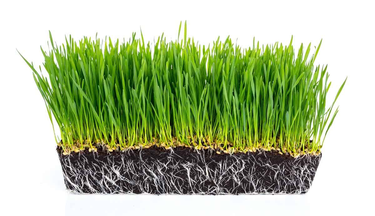 How Long Does It Take For Grass Seed To Grow