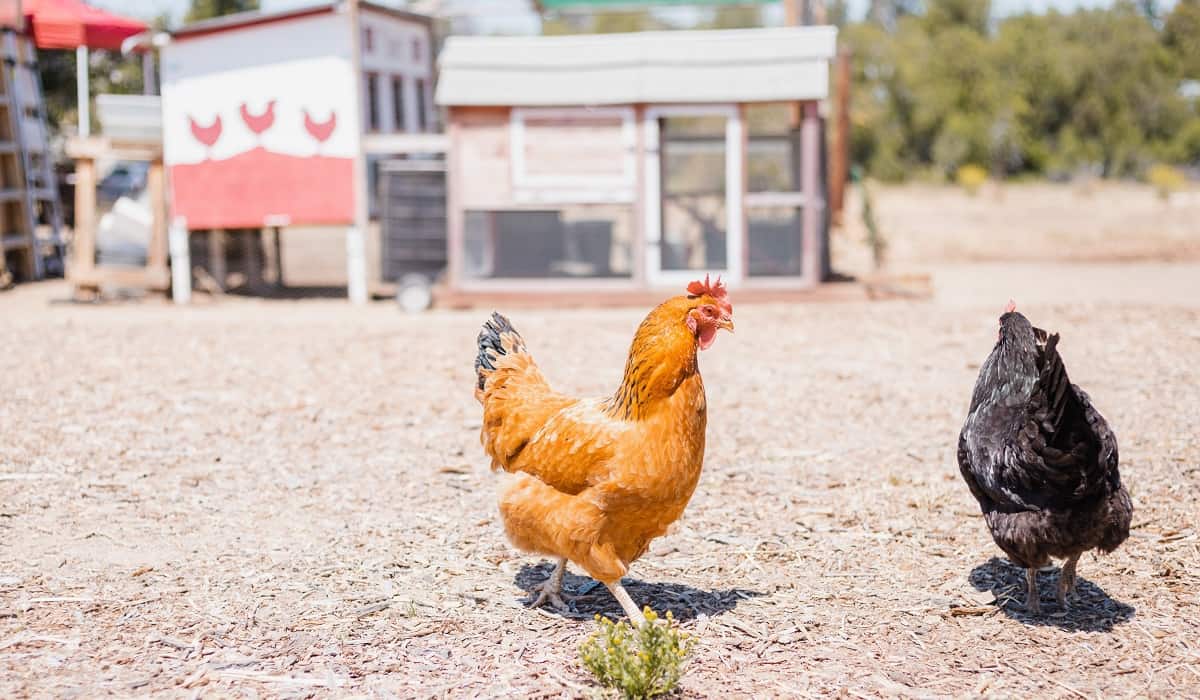 How To Keep Raccoons Away From Chicken Coop
