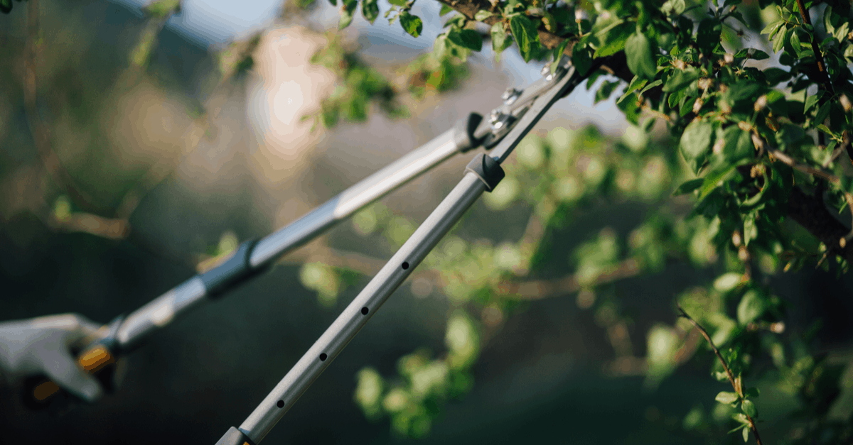 how_to_use_a_tree_pruner how to use a tree pruner