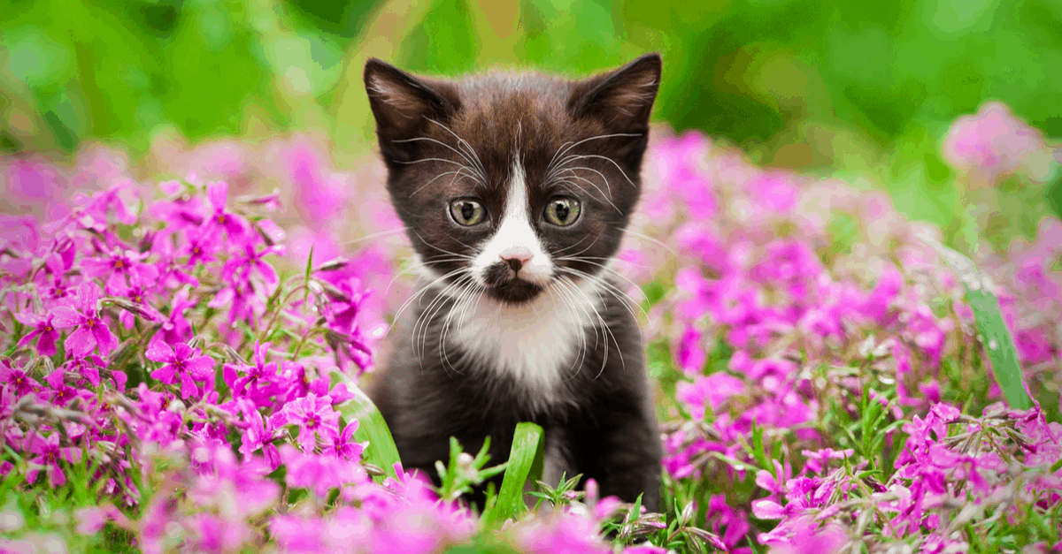 How To Keep Cats Out Of Garden