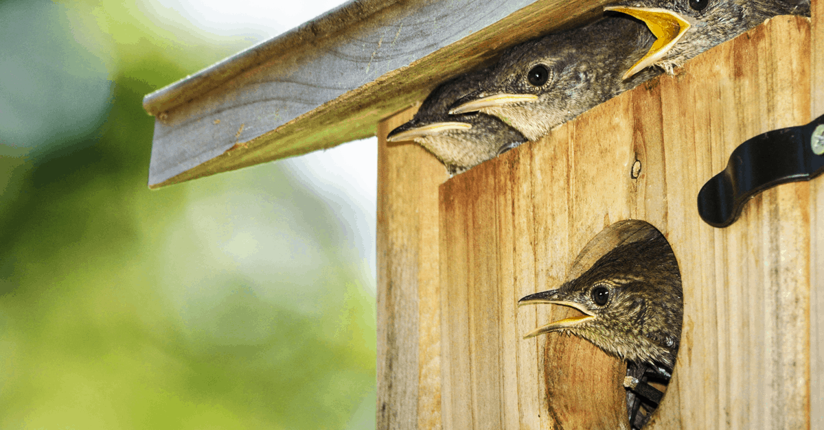 How To Keep Wrens Out Of Bluebird Houses