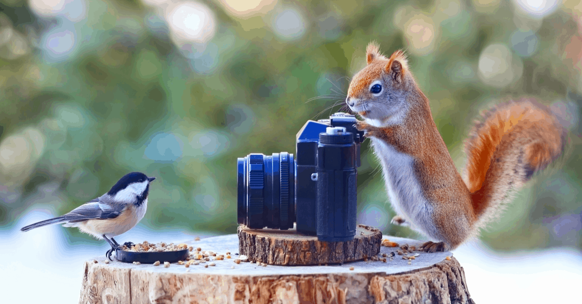 what_to_look_for_in_birding_camera what to look for in birding camera