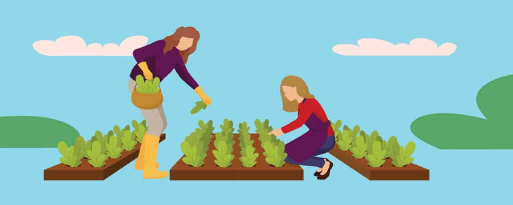 Man and woman harvesting from their vegetable garden