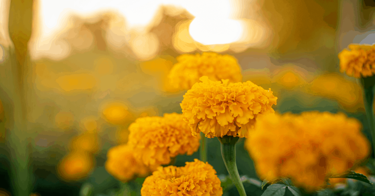 popular_flowers_by_state_03 marigold flower