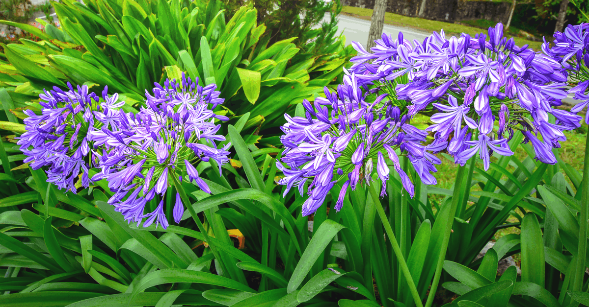A_04 Agapanthus