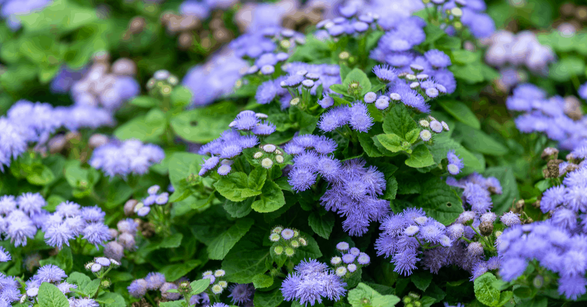 A_05 Ageratum Houstonianum