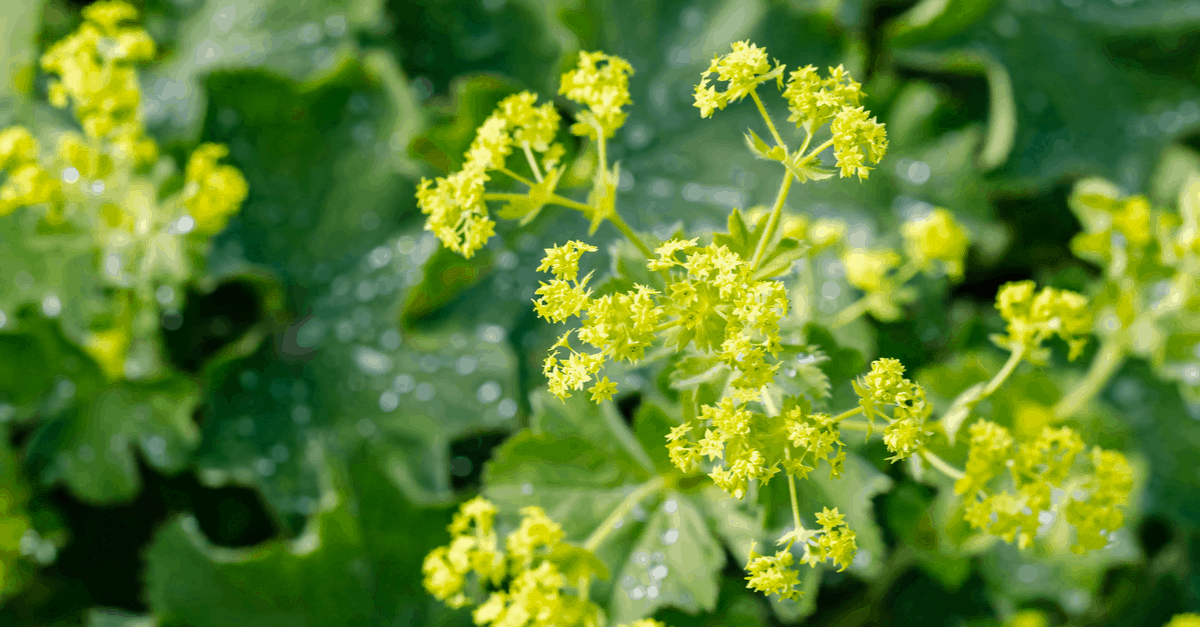 A_06 Alchemilla