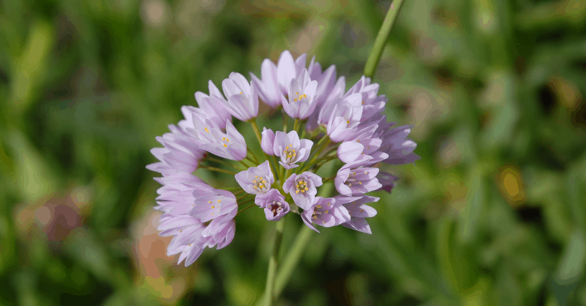 A_07 Allium Roseum