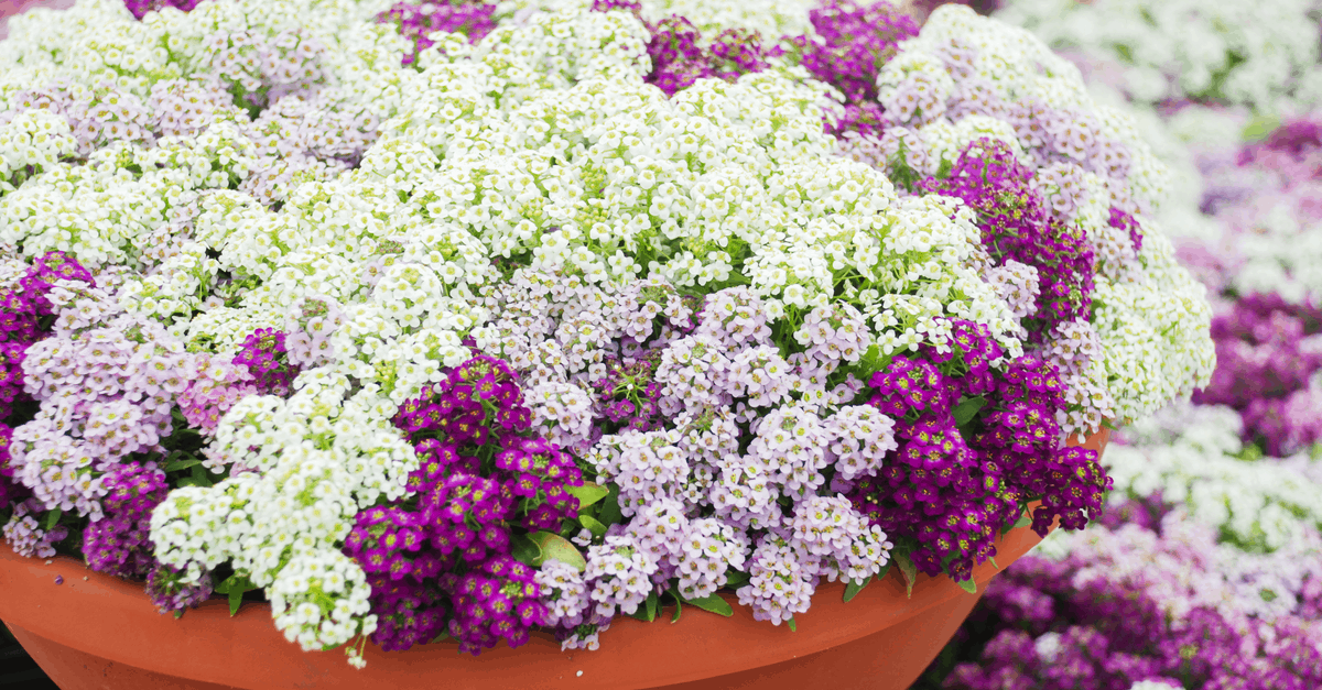 A_09 Alyssum
