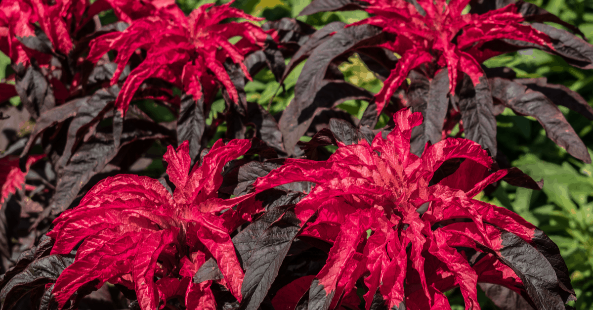 A_10 Amaranthus