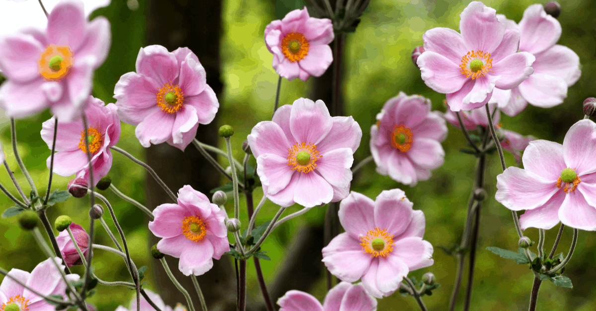 A_12 Anemone