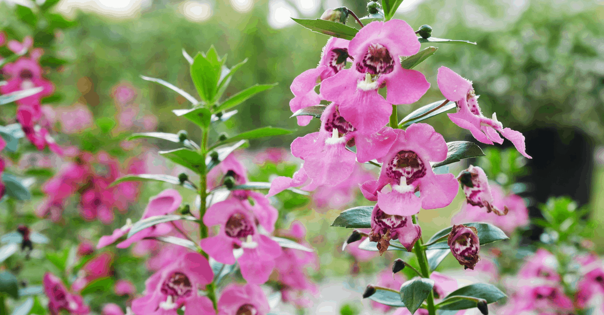 A_13 Angelonia