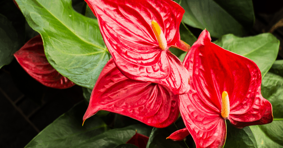 A_14 Anthurium