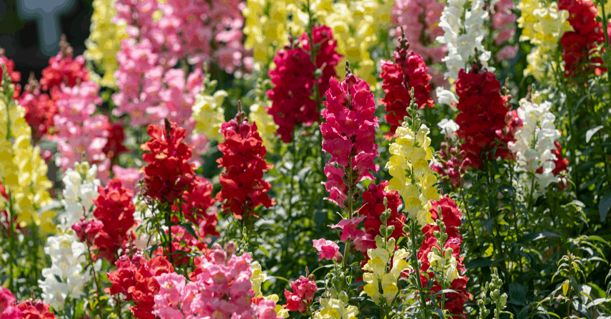 A_15 Antirrhinum Majus