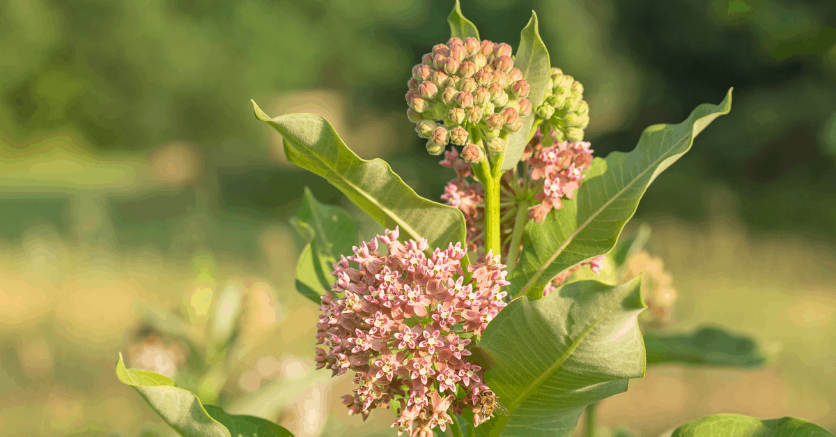 A_17 Asclepias Syriaca