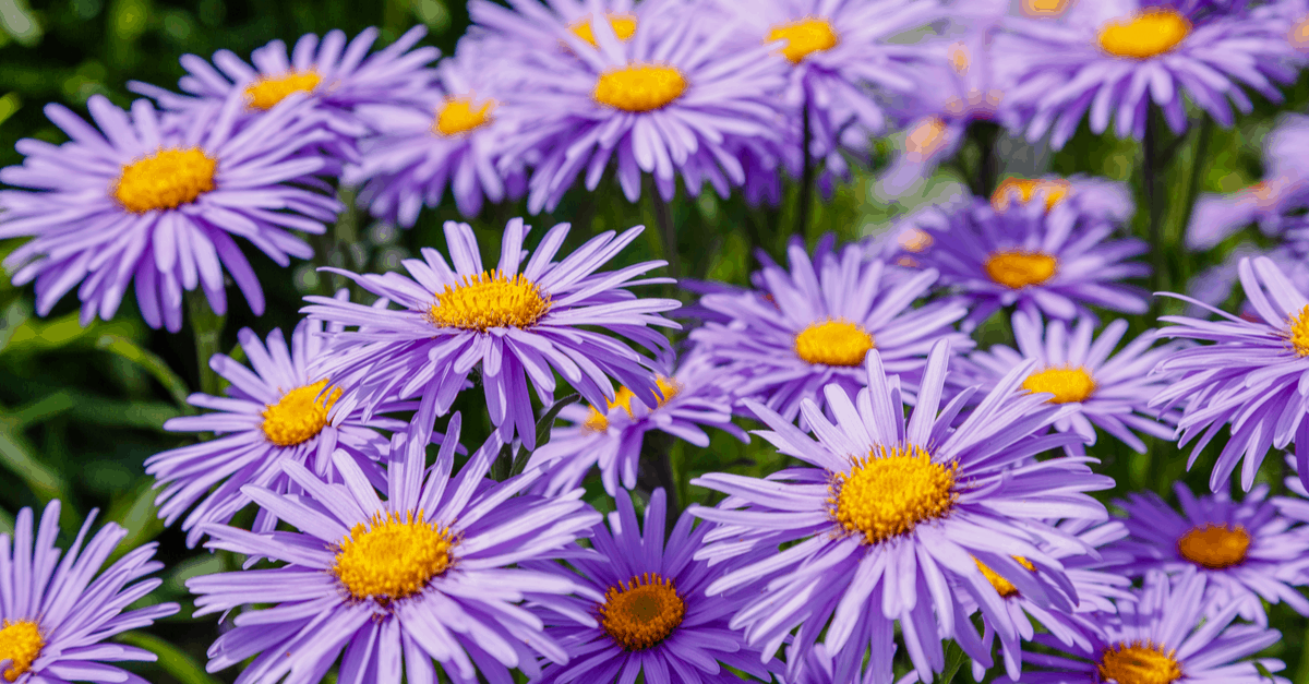 A_18 Aster