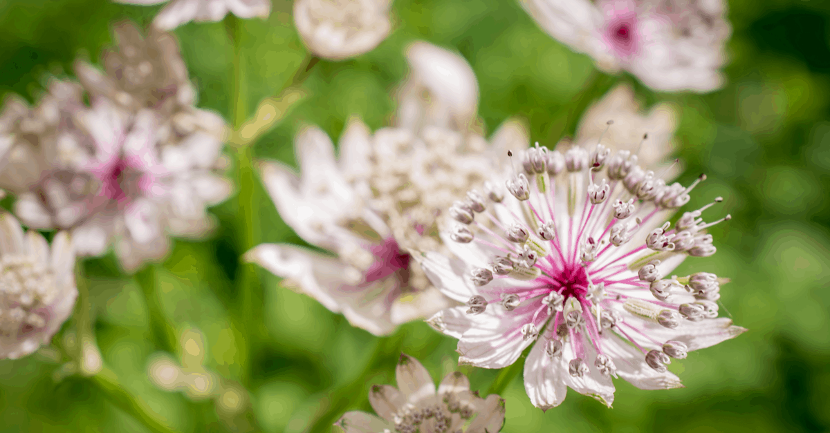 A_20 Astrantia