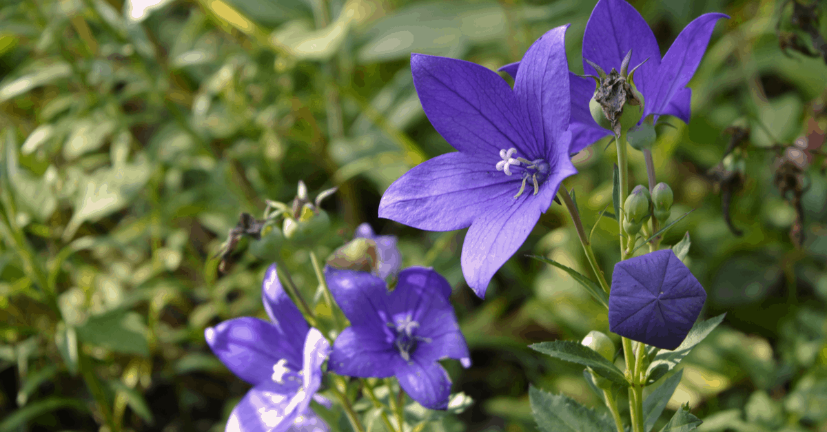 B_04 Balloon Flower