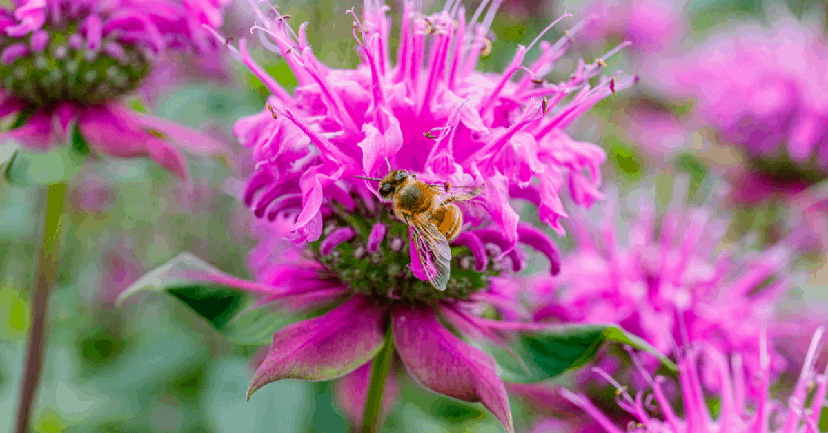 B_05 Bee Balm Flower