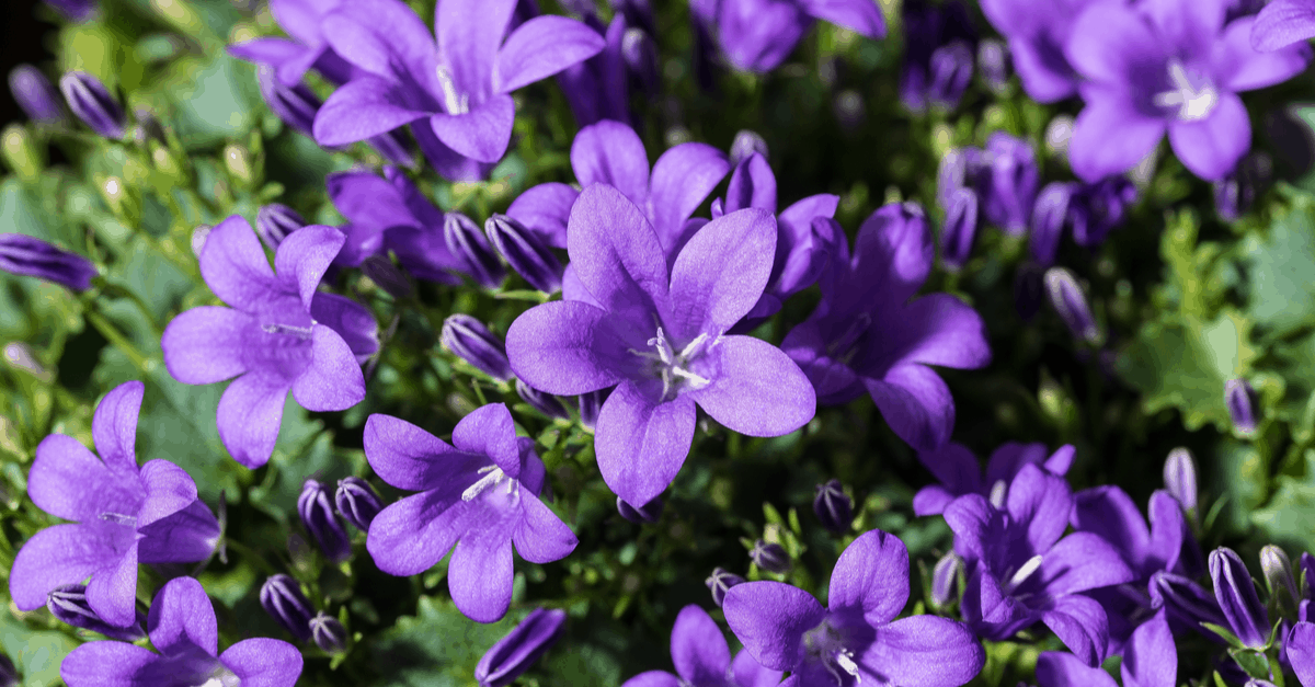 Flowers That Start With the Letter B Trim That Weed