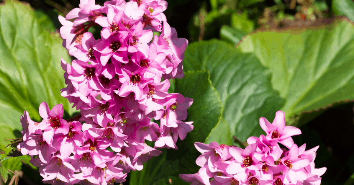 B_08 Bergenia