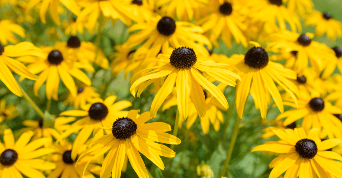 B_09 Black-Eyed Susan