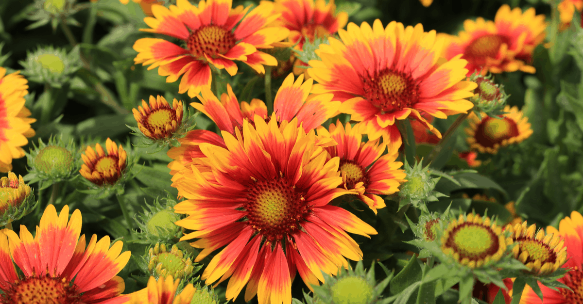 B_10 Blanket Flower