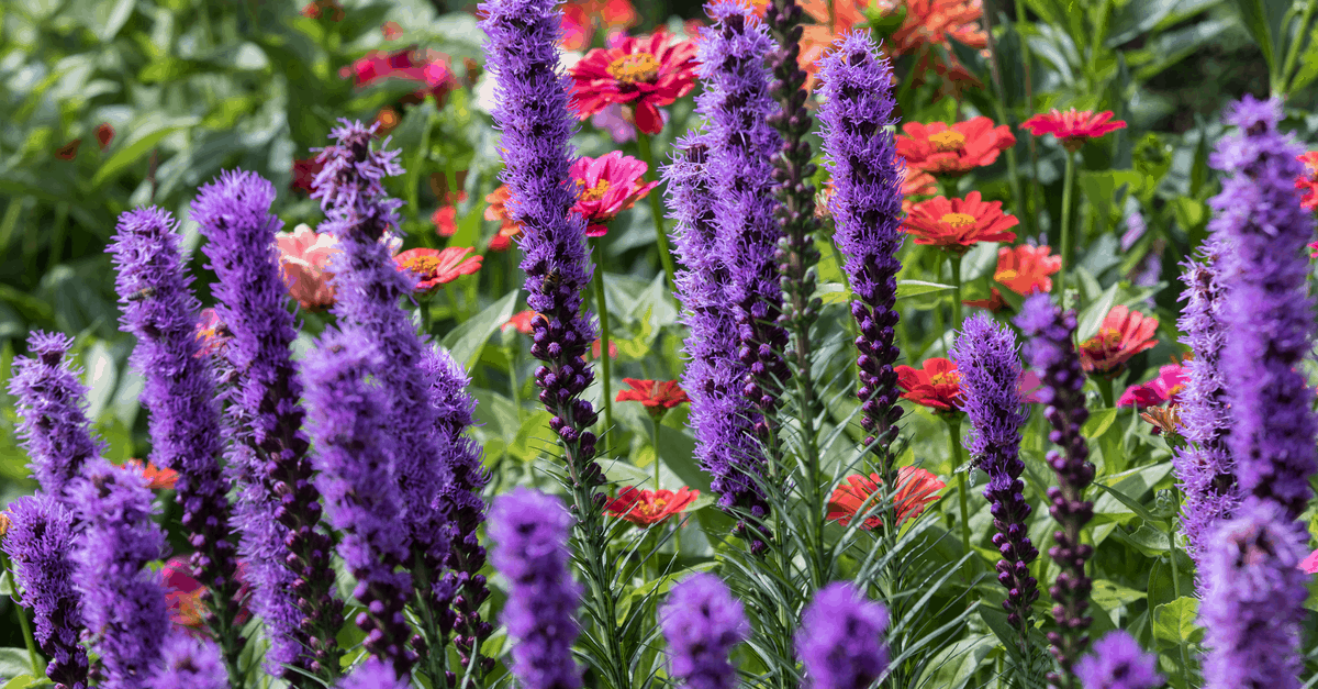 B_11 Blazing Star