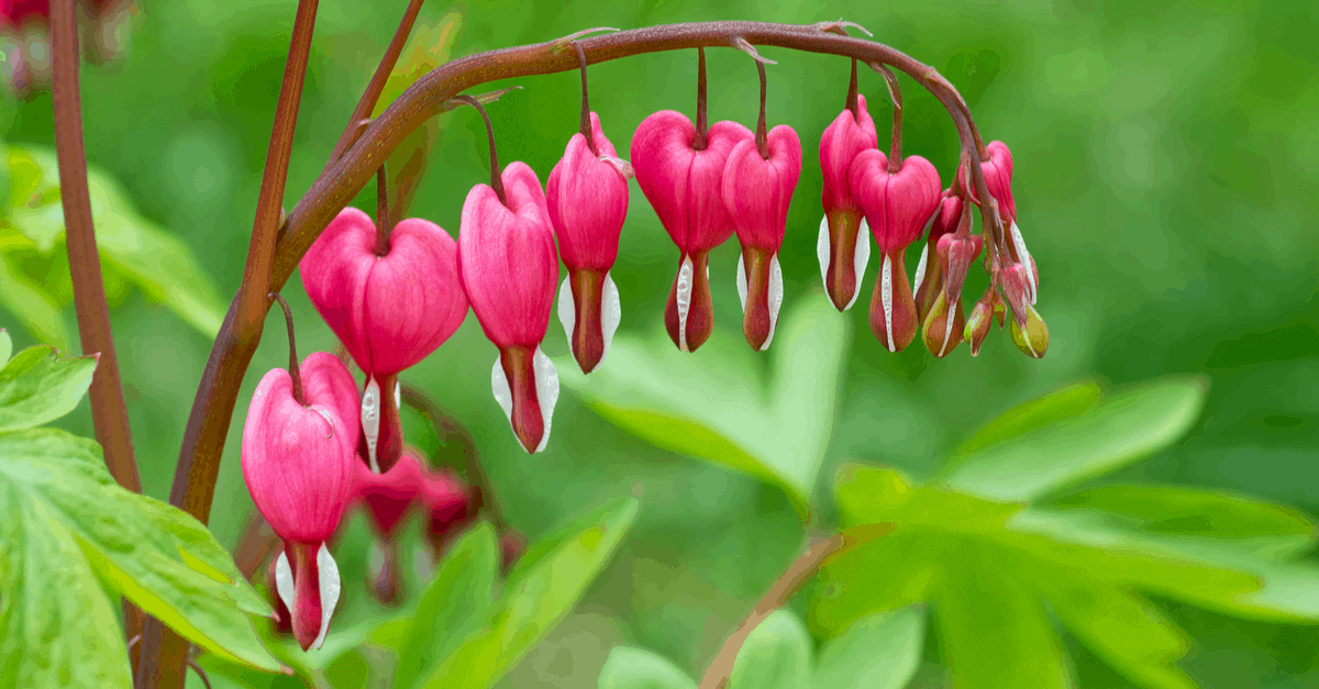 B_12 Bleeding Heart