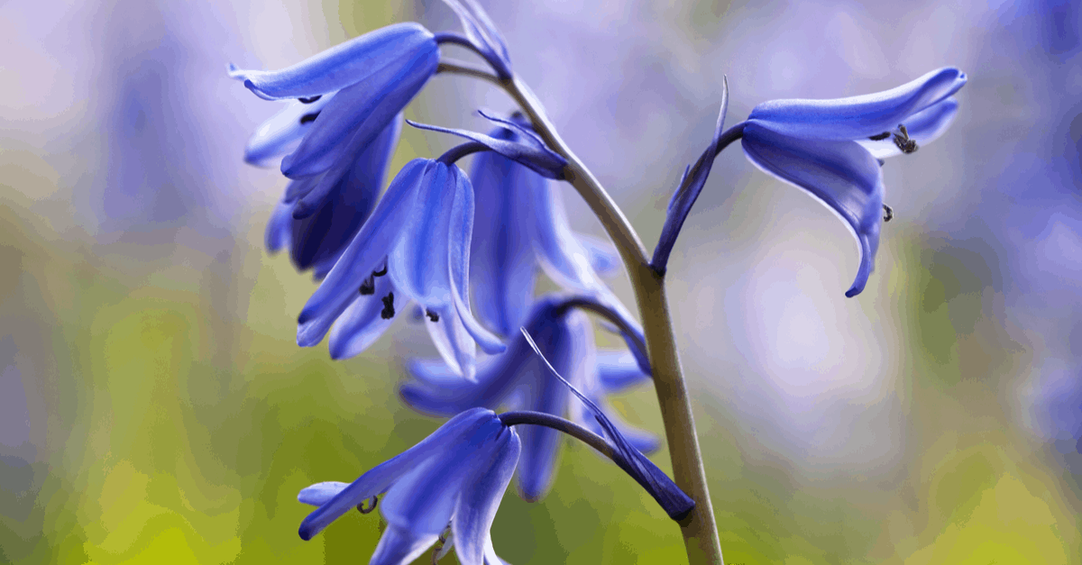 B_13 Bluebell