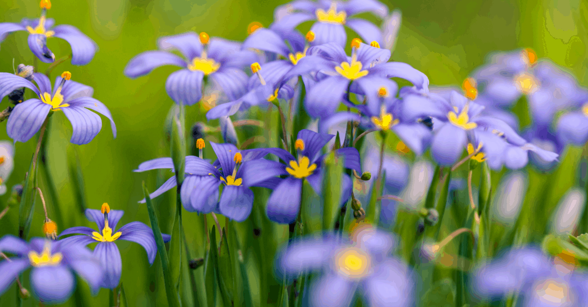 B_14 Blue-Eyed Grass