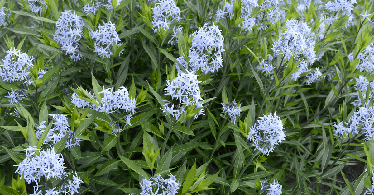 B_15 Blue Star Flower