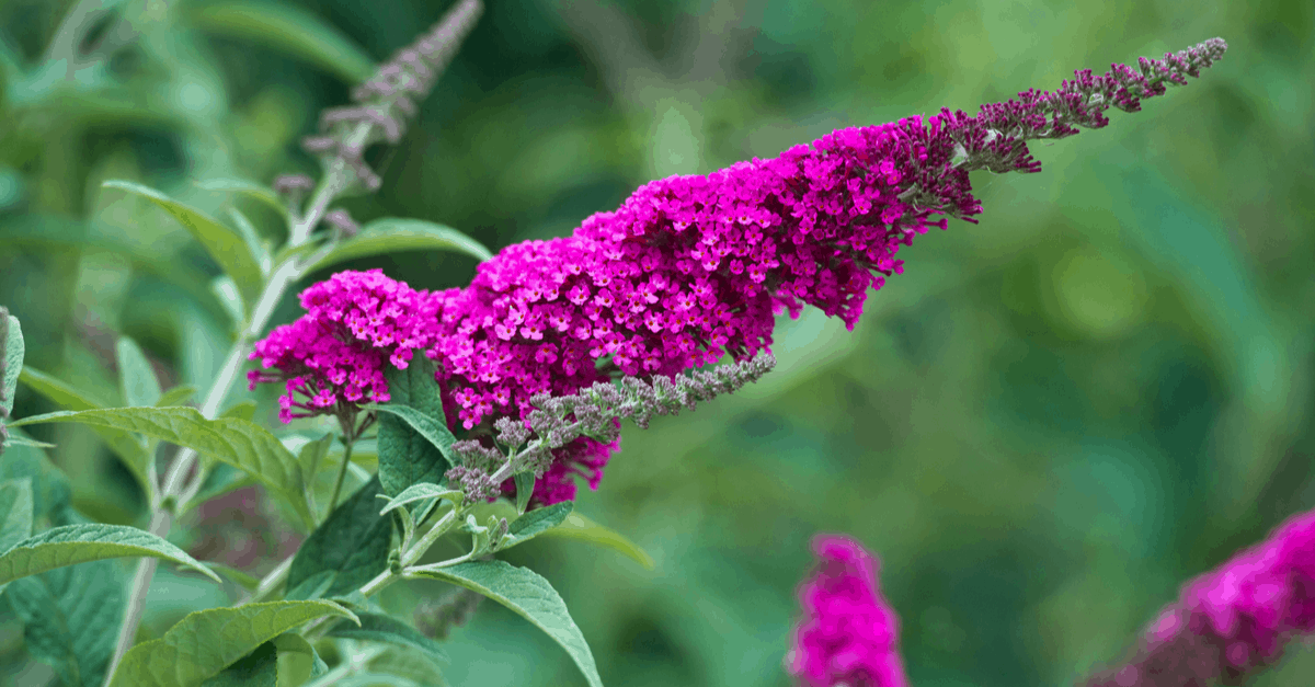 B_17 Buddleja