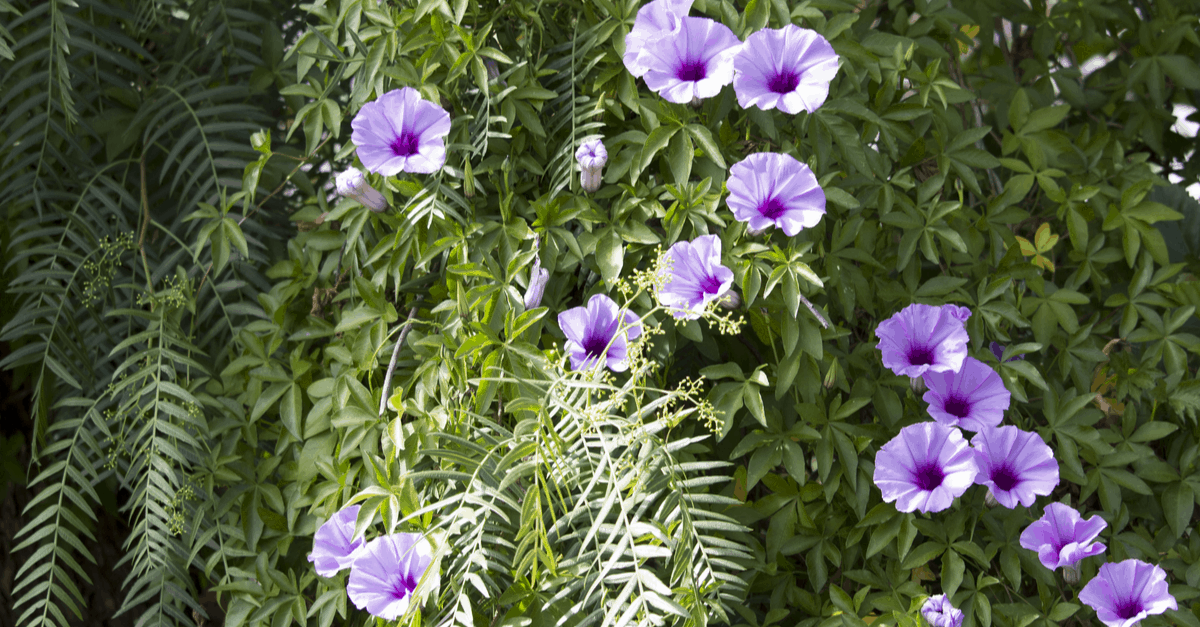B_18 Bush Morning Glory
