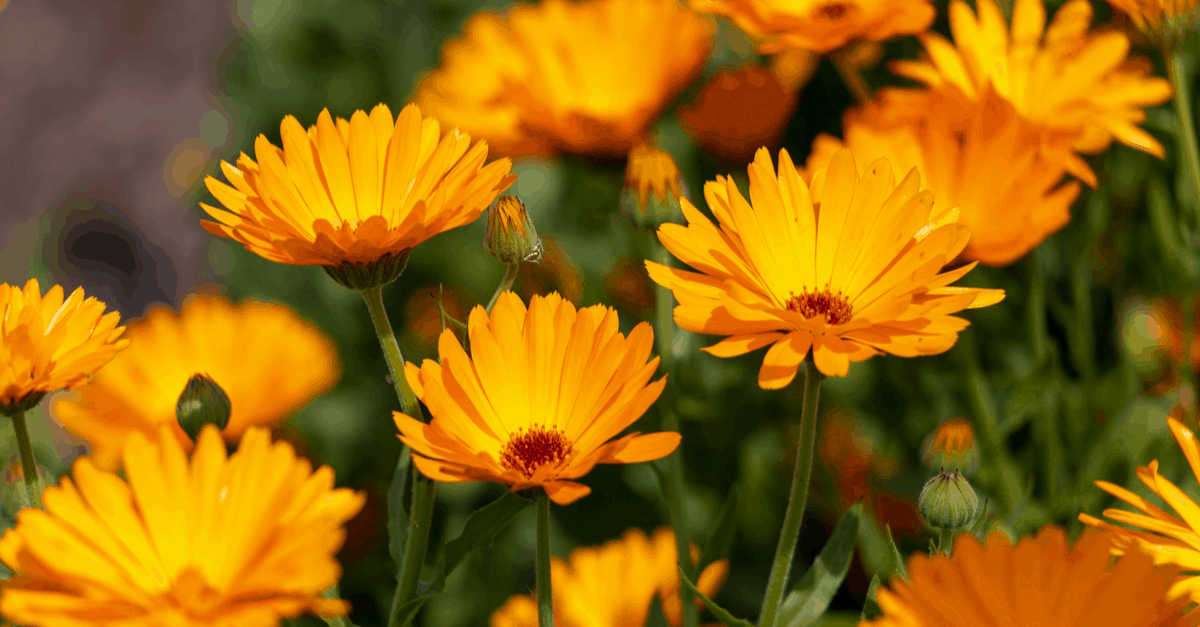 C_02 Calendula Officinalis