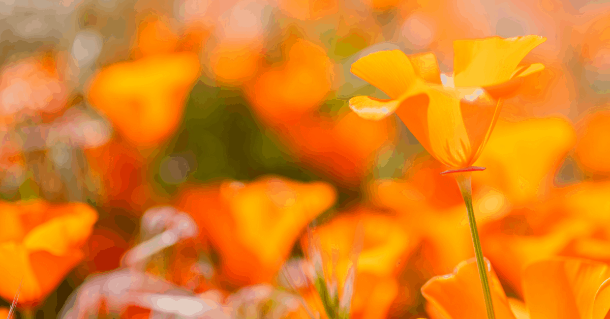 C_03 California Poppy